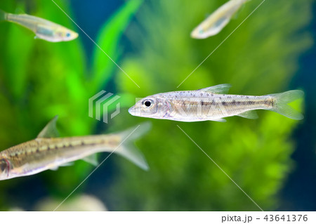 ニゴイの未成魚 43641376