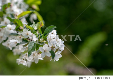 ズミの花 ズミの花 43641404