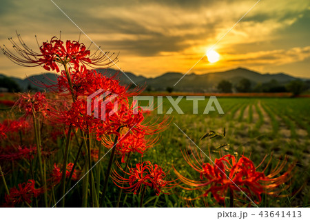 彼岸花　(京都・亀岡市曽我部) 43641413