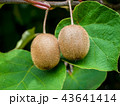 キウイ　キウイの木 43641414