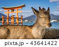 宮島の鳥居と鹿 43641422