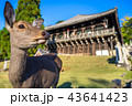 東大寺二月堂と鹿 43641423