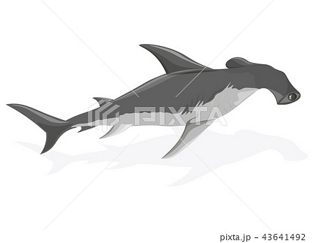 Silver hammerhead shark with shadow Silver hammerhead shark with shadow 43641492