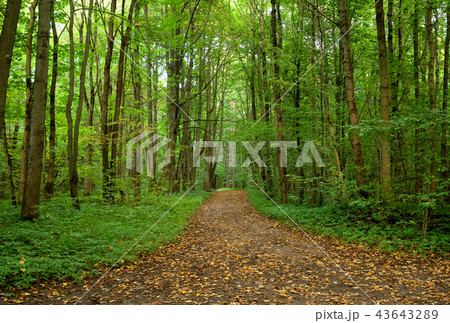 Road in deciduous forest at september. Road in deciduous forest at september. 43643289