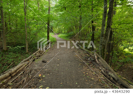 Road in deciduous forest at summer. Road in deciduous forest at summer. 43643290