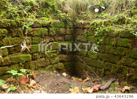 Old brick wall with moss. 43643296