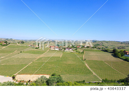 Landscape with vineyards from Langhe,Italy 43643337