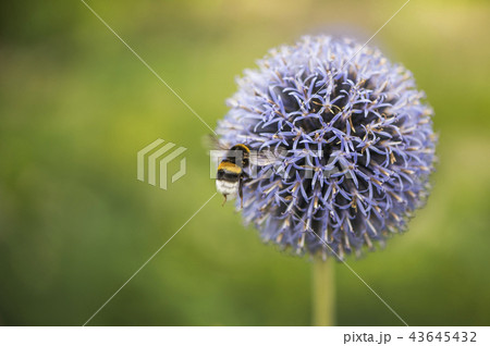 Flying Bumble Bee on Echinops 43645432