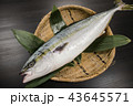 イナダ 43645571