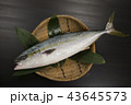 イナダ 43645573