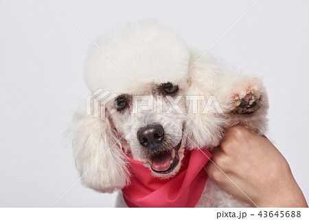 Holding poodle paw up Holding poodle paw up 43645688