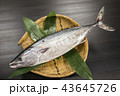 ハガツオ 43645726
