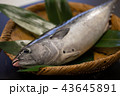 スマガツオ 43645891