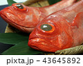 金目鯛 43645892