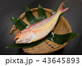 イトヨリ 43645893
