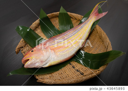 イトヨリ 43645893