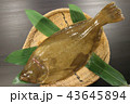 鮃 43645894