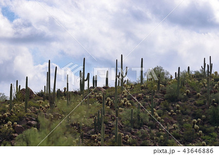 アリゾナのサボテン　弁慶柱　サワロ 43646886