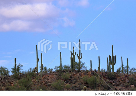アリゾナのサボテン　弁慶柱　サワロ 43646888