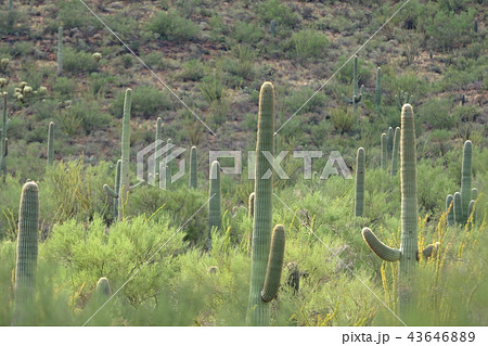 アリゾナのサボテン　弁慶柱　サワロ 43646889