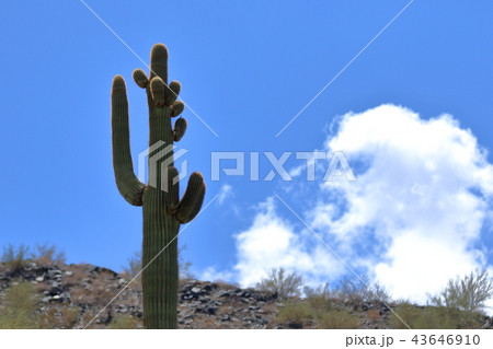 アリゾナのサボテン 弁慶柱 サワロ アリゾナのサボテン 弁慶柱 サワロ 43646910