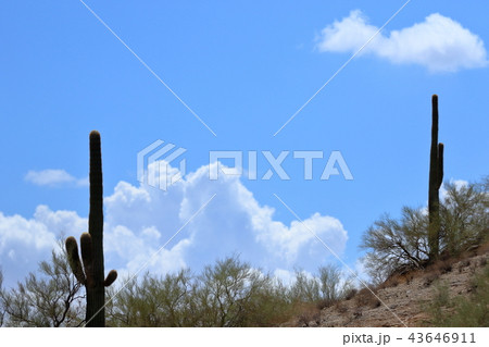 アリゾナのサボテン 弁慶柱 サワロ アリゾナのサボテン 弁慶柱 サワロ 43646911