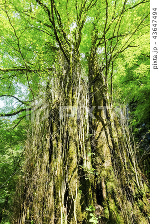 カツラの大木(縦) カツラの大木(縦) 43647494