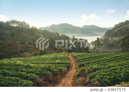 Strawberry farm, field on mountain Chiang Mai 43647575
