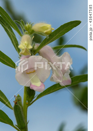自然　植物　ゴマ、アフリカには野生種がたくさん存在しているそうです 43647585