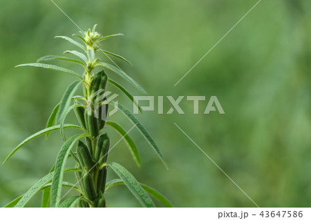 自然　植物　ゴマ、若い蒴果。一つ一つの莢の中に数十粒のゴマが入っています 43647586