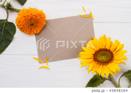 Blooming sunflowers and blank paper for text. Blooming sunflowers and blank paper for text. 43648164