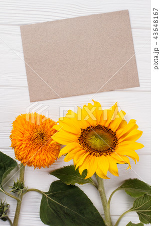 Unripe sunflowers and blank paper. Unripe sunflowers and blank paper. 43648167