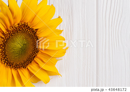 Yellow sunflower on wood close up. Yellow sunflower on wood close up. 43648172