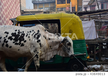 インドの首都デリー バックパッカーの聖地 ニューデリーのメインバザール 路上の牛とオートリクシャー インドの首都デリー バックパッカーの聖地 ニューデリーのメインバザール 路上の牛とオートリクシャー 43649013