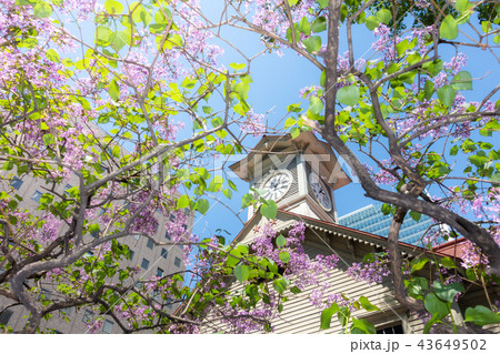 晴れた日の時計台とライラック 43649502