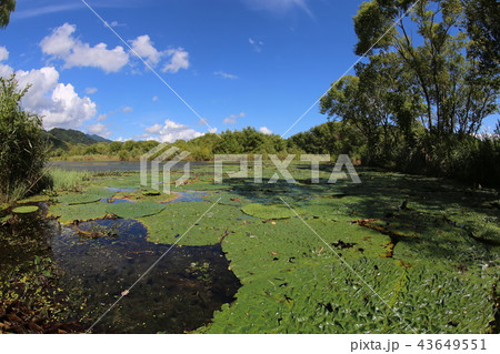 オニバス群生地 オニバス群生地 43649551