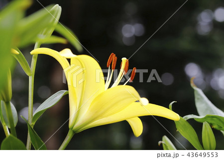 ところざわゆり園 黄色いユリ ところざわゆり園 黄色いユリ 43649553