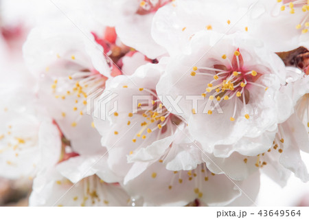 雨上がりの梅の花 クローズアップの写真素材