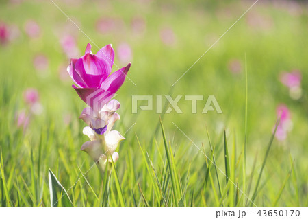 Siam tulip bloom in rainy season in Chaiyaphum Siam tulip bloom in rainy season in Chaiyaphum 43650170
