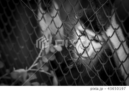 Life in cage concept. Sad Red-shanked Douc in cage Life in cage concept. Sad Red-shanked Douc in cage 43650197