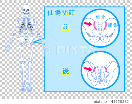 仙腸関節の位置 仙腸関節の位置 43650282