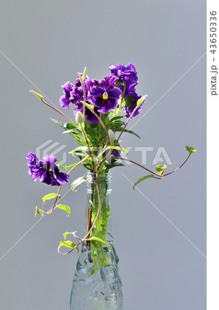 デュランタの花 43650336