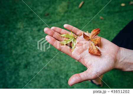 Yellow autumn leaves in the palm of a girl. Yellow autumn leaves in the palm of a girl. 43651202