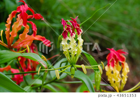 Climbing Lily Blooming In Nature Botanical Garden. 43651353