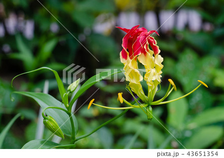 Climbing Lily Blooming In Nature Botanical Garden. 43651354
