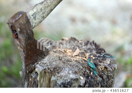 The ax is stabbed into the stump The ax is stabbed into the stump 43651627