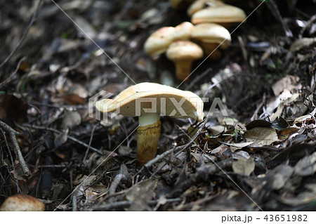 秋の味覚サマツ 秋の味覚サマツ 43651982