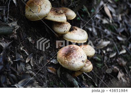 秋の味覚サマツ 43651984