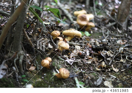 秋の味覚サマツ 43651985