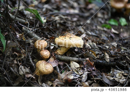 秋の味覚サマツ 43651986